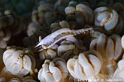 Alcyonohippolyte commensalis Crevette des Xenia Bangka Busa Bora-3m-20240928-da-DSC_1091_tn